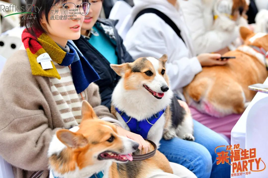 家庭宠物日常保洁_保洁宠物日常家庭管理制度_宠物保洁的主要特征